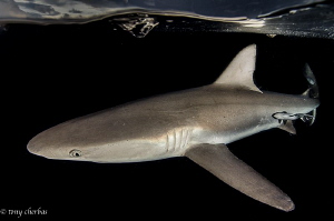 Night Patrol. A Grey Reef shark just below the surface in... by Tony Cherbas 